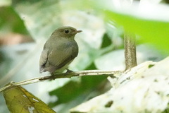 Pipridae