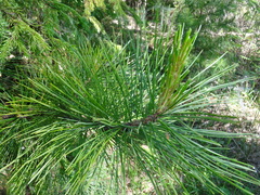 Pinus sibirica