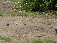 Stizoptera bichenovii