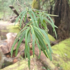 Ozothamnus ferrugineus