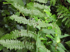 Persicaria jucunda