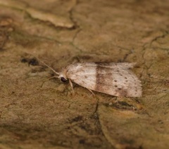 Stictane rectilinea chinesica