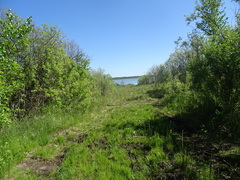 Salix cinerea