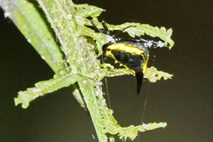 Micrathena pungens