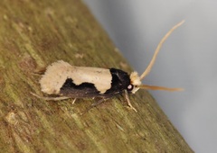 Thisizima subceratella