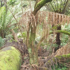 Ozothamnus ferrugineus