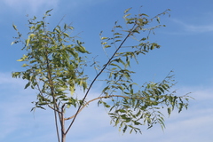 Azadirachta indica
