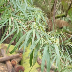 Ozothamnus ferrugineus