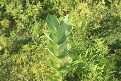 Calotropis gigantea