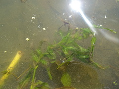 Potamogeton lucens