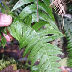 Blechnum chambersii