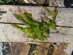 Potamogeton lucens