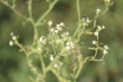 Parthenium hysterophorus