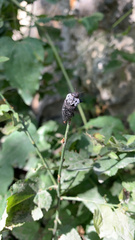 Capnodis tenebrionis