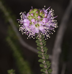 Melaleuca nesophila