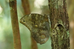 Eryphanis