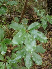 Pseudopanax arboreus