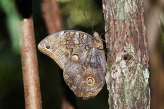 Eryphanis
