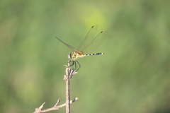 Trithemis pallidinervis