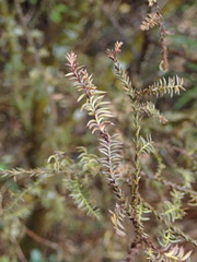 Dacrycarpus dacrydioides
