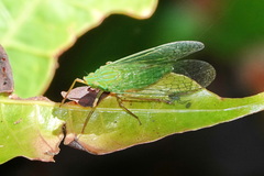 Dictyopharinae