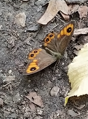 Lasiommata adrastoides