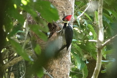 Campephilus melanoleucos