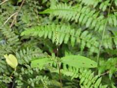 Achyranthes
