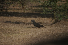 Calyptorhynchus banksii