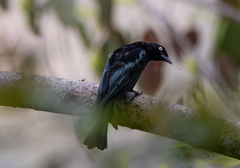 Dicrurus hottentottus leucops