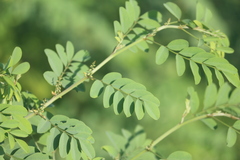 Senna auriculata