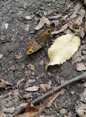 Lasiommata adrastoides