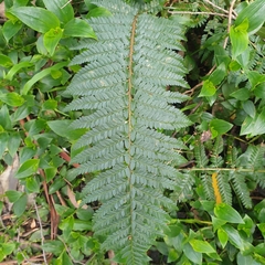 Polystichum proliferum