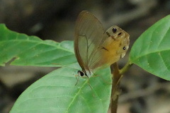 Haetera piera