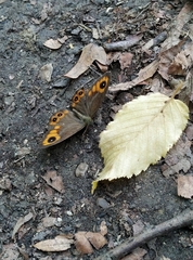 Lasiommata adrastoides