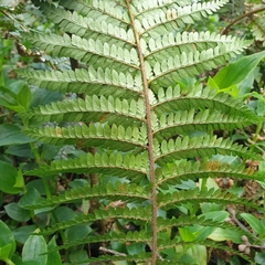 Polystichum proliferum