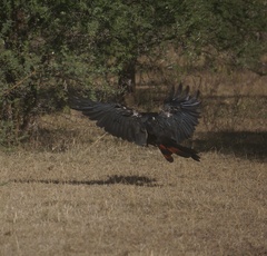 Calyptorhynchus banksii