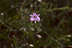 Thysanotus manglesianus