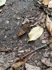 Lasiommata adrastoides