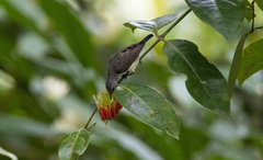 Nectariniidae
