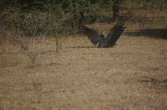 Calyptorhynchus banksii