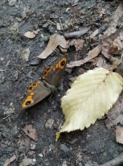 Lasiommata adrastoides