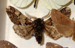 Biston strataria
