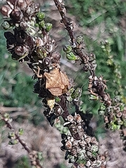 Carpocoris fuscispinus