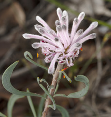 Petrophile linearis
