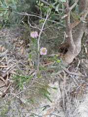 Melaleuca nesophila