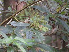 Hydrangea chinensis