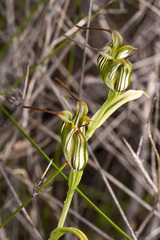 Pterostylis recurva