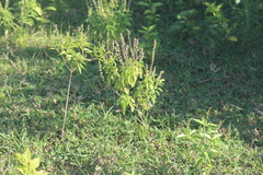 Ocimum