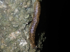 Geomalacus maculosus